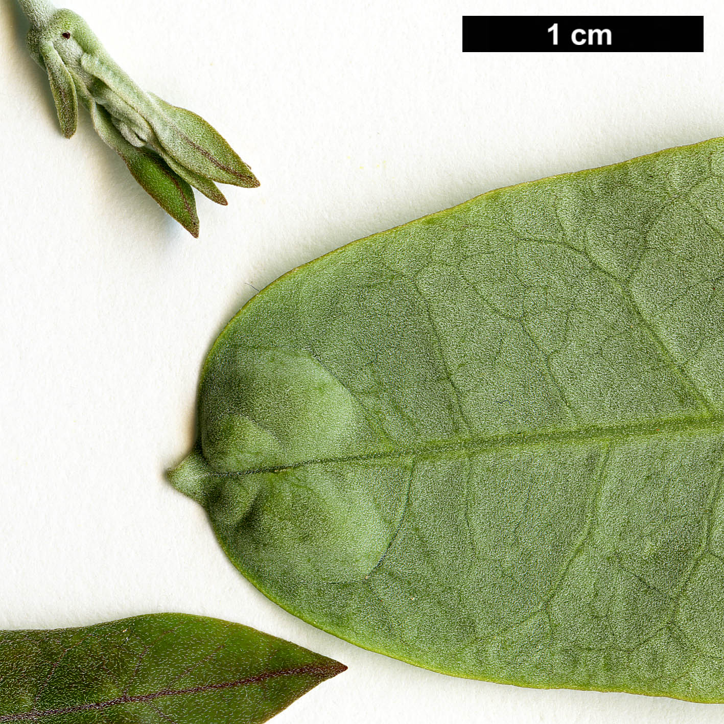 High resolution image: Family: Apocynaceae - Genus: Araujia - Taxon: sericifera